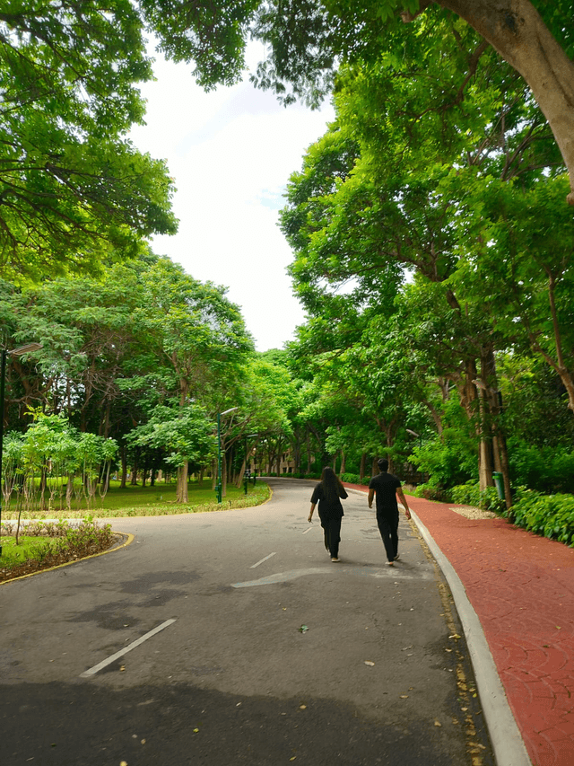 a tree-lined path with a friend